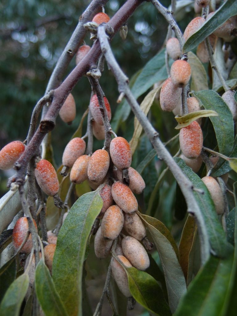 Owoce oliwnika wąskolistnego, zieleniec przy Narutowicza-Kilińskiego, 22-10-2016