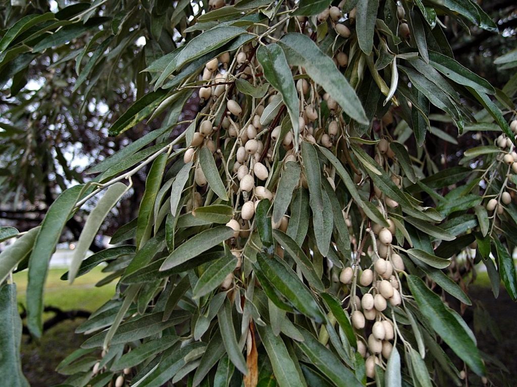 Owoce oliwnika wąskolistnego, zieleniec przy Narutowicza-Kilińskiego