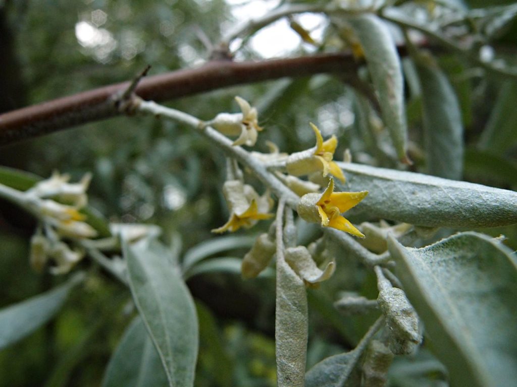 Kwiaty oliwnika wąskolistnego, park Źródliska II