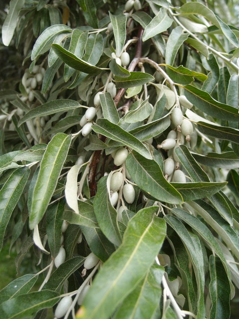 Niedojrzałe owoce oliwnika wąskolistnego, zieleniec przy Narutowicza-Kilińskiego
