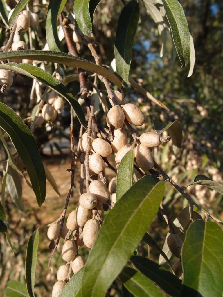 Owocujący oliwnik wąskolistny w parku im. Poniatowskiego