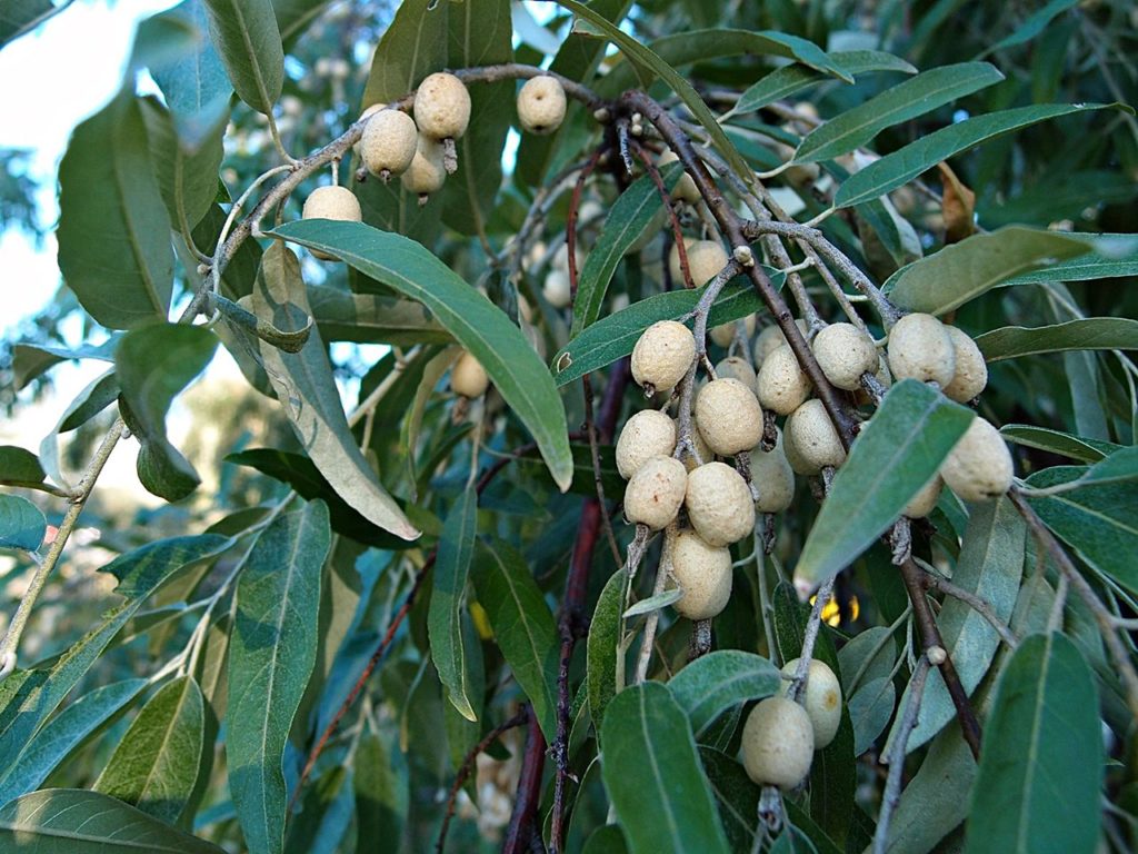 Owocujący oliwnik wąskolistny