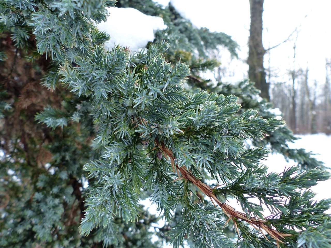 Jałowiec łuskowaty 'Meyeri' (Juniperus squamata 'Meyeri')