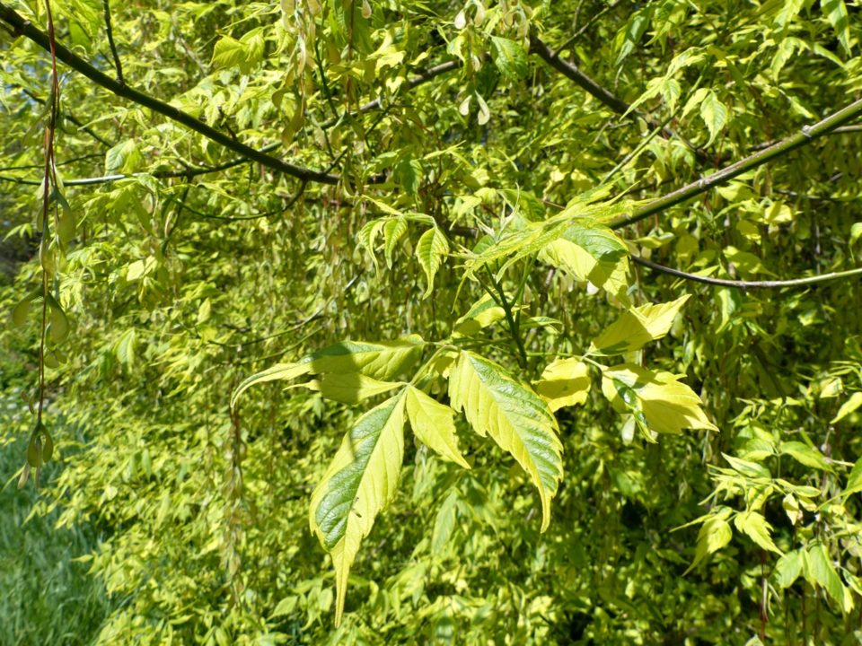 Klon jesionolistny (Acer negundo) 'Aureovariegatum'