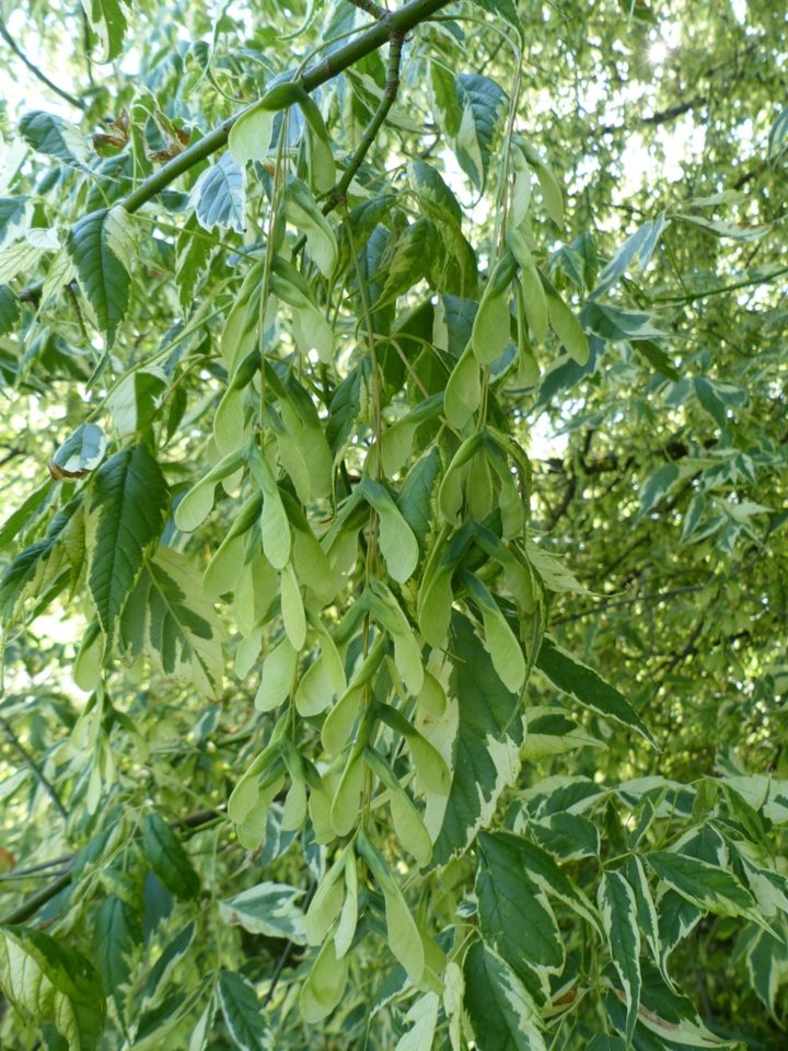 Klon jesionolistny (Acer negundo) 'Variegatum'.